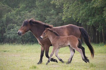 Trotting Exmoor pony with foal