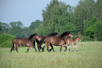 Running herd of Exmoor ponies with foal