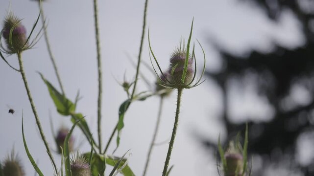 Wilde Karde (Dipsacus fullonum) 