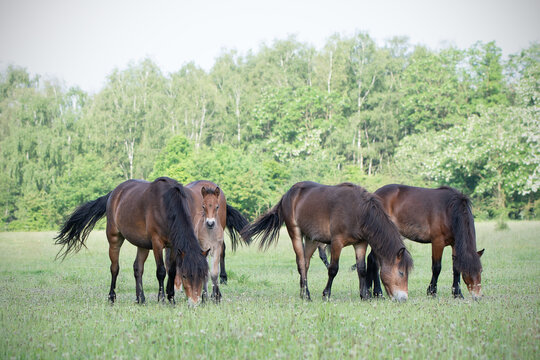 Herd of Exmoor ponies with foal