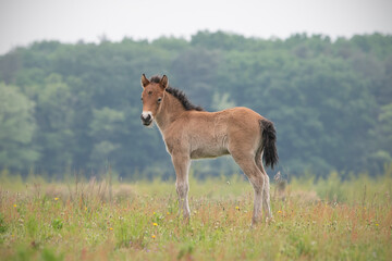 Exmoor Pony foal