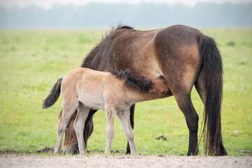 Obraz premium Exmoor pony with drinking foal
