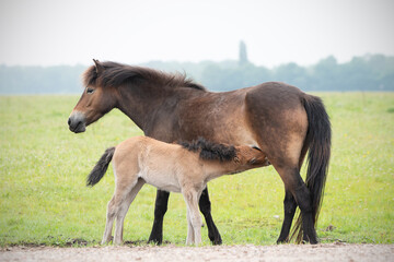 Exmoor pony with drinking foal