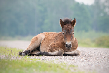 Lying Exmoor pony foal