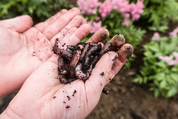Regenwurm (Lumbricus terrestris) auf einer Kinderhand