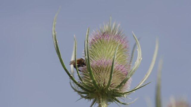 Wilde Karde (Dipsacus fullonum) 