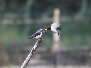 幼鳥に餌を与えるツバメ
