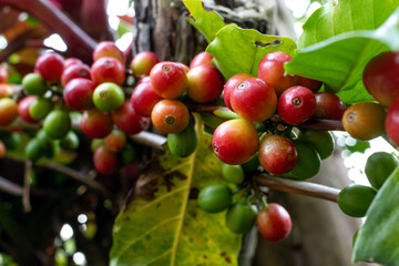 Organic Colombian coffee with farmers picking on the farm. harvesting robusta and arabica coffee berries by farmers hands, worker harvests arabica coffee berries on its branch, harvest concept.