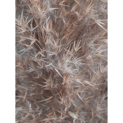 beige inflorescences of pampas grass