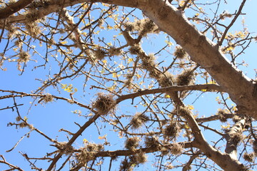 squirrel on a tree