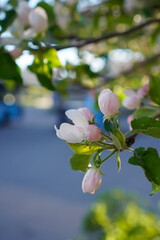 Close up of blooming flowers of apple tree on the spring. Blurred background.