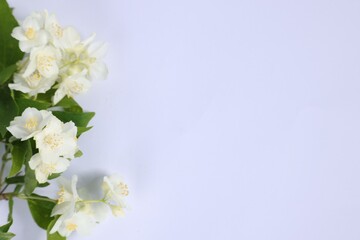 Beautiful jasmine flowers on white background, top view. Space for text