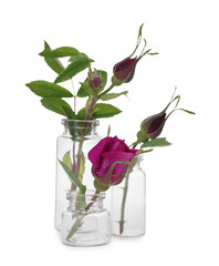 Fototapeta premium Beautiful roses in glass bottles isolated on white