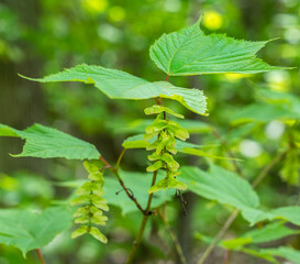 Two-winged fruit, or double samaras, of the striped maple tree, Acer pensylvanicum. The samara is a type of fruit or seed with a wing or wings for wind dispersal.
