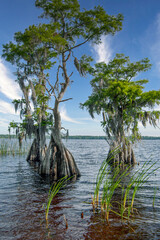 Cypress trees, Taxodium distichum, line the shore of Lake Russell in central Florida against a blue...