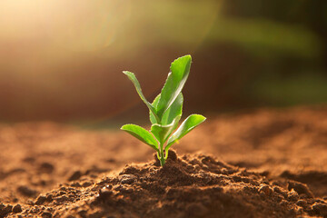Young seedling growing in soil outdoors on sunny day, closeup