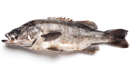 Fototapeta premium Isolated Sea Bass, Fresh from the Sea