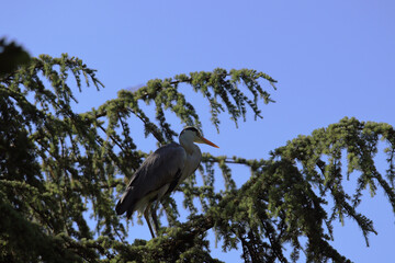 The grey heron (Ardea cinerea) on top of tree