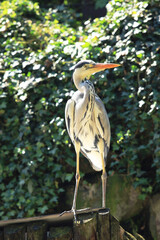 The grey heron (Ardea cinerea)