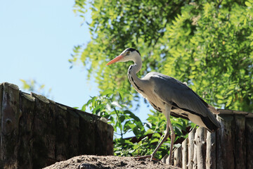 The grey heron (Ardea cinerea)