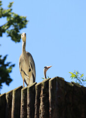 A pair of gray herons against the blue sky