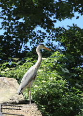 The grey heron (Ardea cinerea)