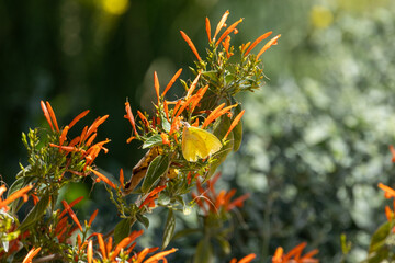 Yellow butterfly on a group of orange flowers