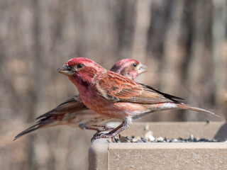 Close up of a male Purple FInch perched on a garden bird table feeder, feeder, bird feeder, bird table, garden, black oil sunflower, sunflower seed, bird, nature, wildlife, closeup, avian