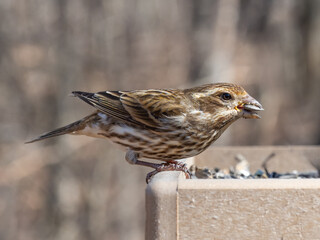 Close up of a female Purple FInch perched on a garden bird table feeder with sunflower seed, feeder, bird feeder, bird table, garden, black oil sunflower, sunflower seed, bird, nature, wildlife, close