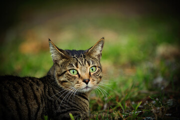 Naklejka premium Tabby cat sitting in a field with grass