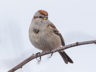 Close up of an adult American Tree Sparrow