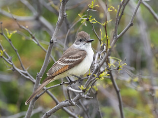 Ash-throated Flycatcher perched in a tree