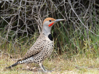 Close up of a male Gilded Flicker feeding on the ground