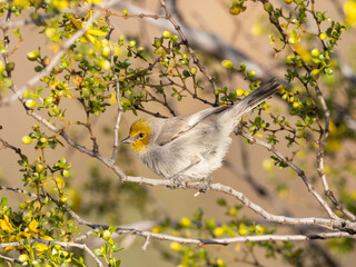 Adult Verdin perched amongst bright green leaves and yellow flower buds
