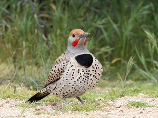 Close up of a male Gilded Flicker feeding on the ground