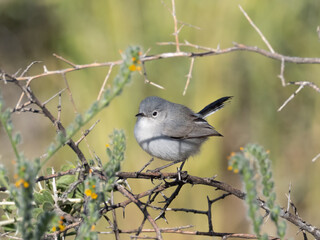 Feale Black-tailed Gnatcatcher perched in a tree