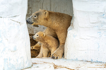 見つめるホッキョクグマの親子