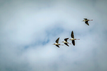 Pássaros voando no céu azul e nuvens , nome científico Himantopus melanurus.