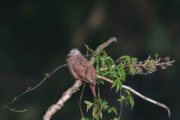 Uma pequena ave pousada em galhos deum arbusto, nome popular rolinha roxa (Columbina talpacoti)