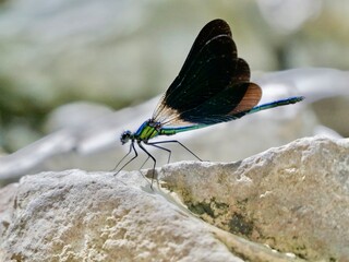 Male of the beautiful demoiselle (Calopteryx virgo meridionalis) on flower and river rocks. Lazio...