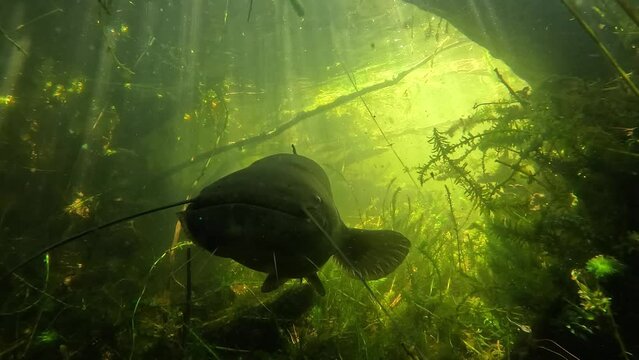 A giant catfish (Silurus glanis) faces the camera from below, against a beautiful backdrop of green plants with sun rays illuminating the scene. Slow motion. Check my portfolio for similar footage.