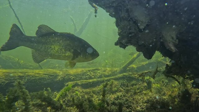 A black bass (Micropterus salmoides), also known as largemouth bass, swims in its natural habitat among submerged tree branches, with beautiful lighting on its belly. Check my portfolio for similar fo