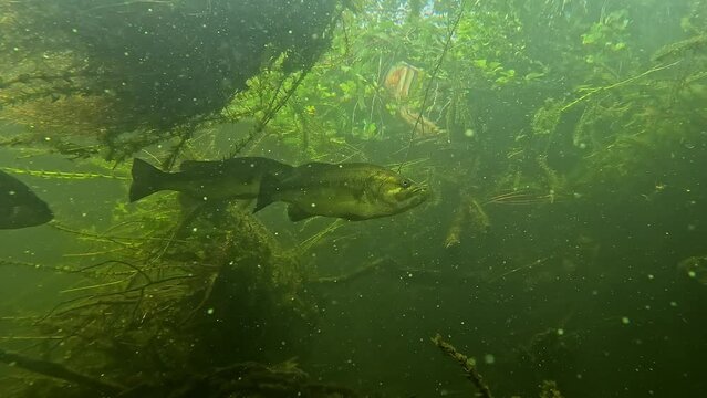View of several black bass (Micropterus salmoides), also known as largemouth bass, from a low-angle shot under plants with beautiful sunlight. Filmed at 60 fps. Check my portfolio for similar footage 
