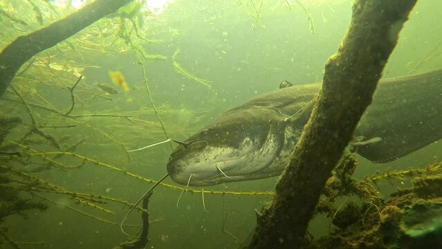 Low angle shot of the six barbels of a giant catfish (Silurus glanis). These barbels have a sensory role, allowing them to hunt by detecting vibrations, smells, and tastes of their prey.