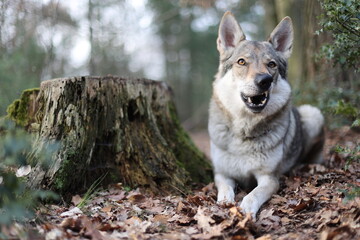 Tschechoslowakischer Wolfhund im Wald