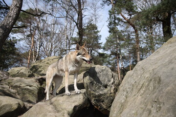 Tschechoslowakischer Wolfhund im Wald