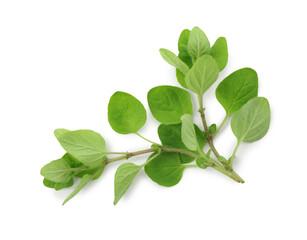 Sprig of fresh green oregano isolated on white, top view