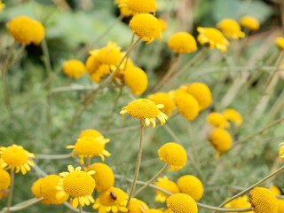 Yellow flowers of wild the golden marguerite, yellow chamomile, or oxeye chamomile (Cota tinctoria, syn. Anthemis tinctoria) or dyer's chamomile, Boston daisy, Paris daisy. Italy