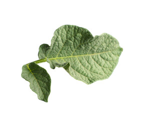 Green potato plant leaves isolated on white