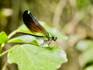 Female of the banded demoiselle (Calopteryx splendens). A species of damselfly or dragonfly belonging to the family Calopterygidae. Italy